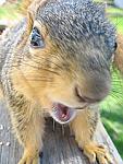 Avatar von sQuirreL